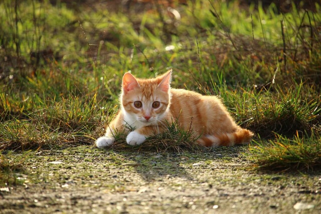 고양이 범백혈구 감소증